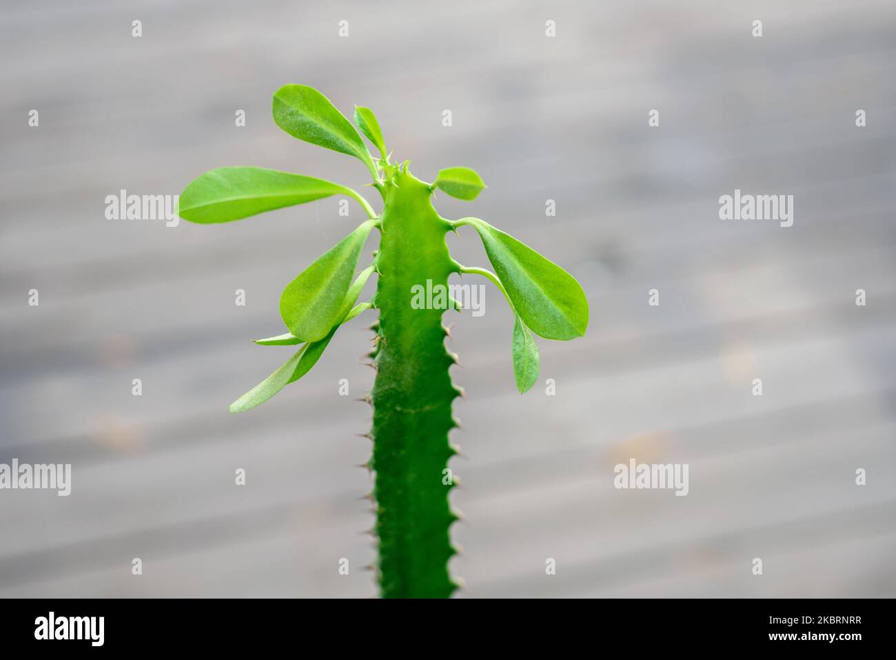 Pianta di casa Euphorbia trigona o albero di latte africano con foglie giovani fresche in cima Foto Stock