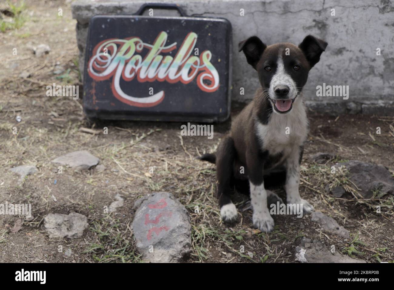 Animale domestico di un musicista del Pantheon civile Xico-Chalco, Stato del Messico, il 26 giugno 2020. (Foto di Gerardo Vieyra/NurPhoto) Foto Stock