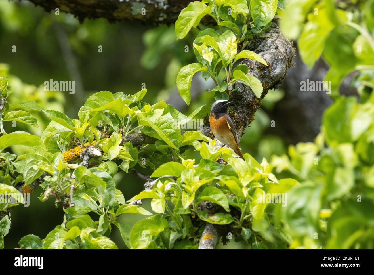 Rosso comune, Fenicurus phoenicurus arroccato su un lussureggiante albero di mela in giardino estone, Nord Europa. Foto Stock