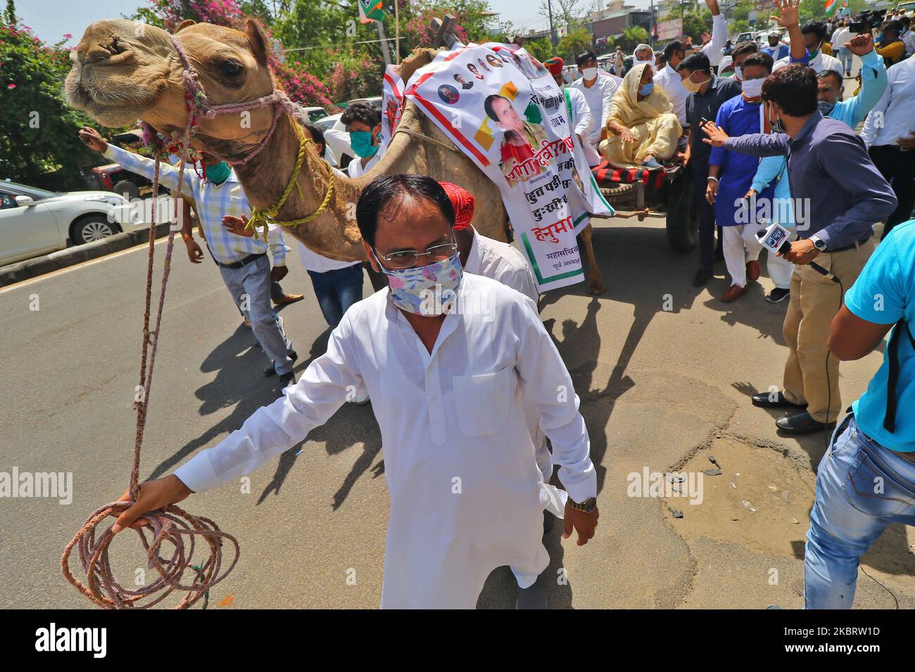 I lavoratori del Congresso cavalcano un cammello-cart durante una marcia di protesta contro l'aumento dei prezzi di benzina e diesel, a Jaipur, Rajasthan, India, il 29 giugno, 2020. (Foto di Vishal Bhatnagar/NurPhoto) Foto Stock