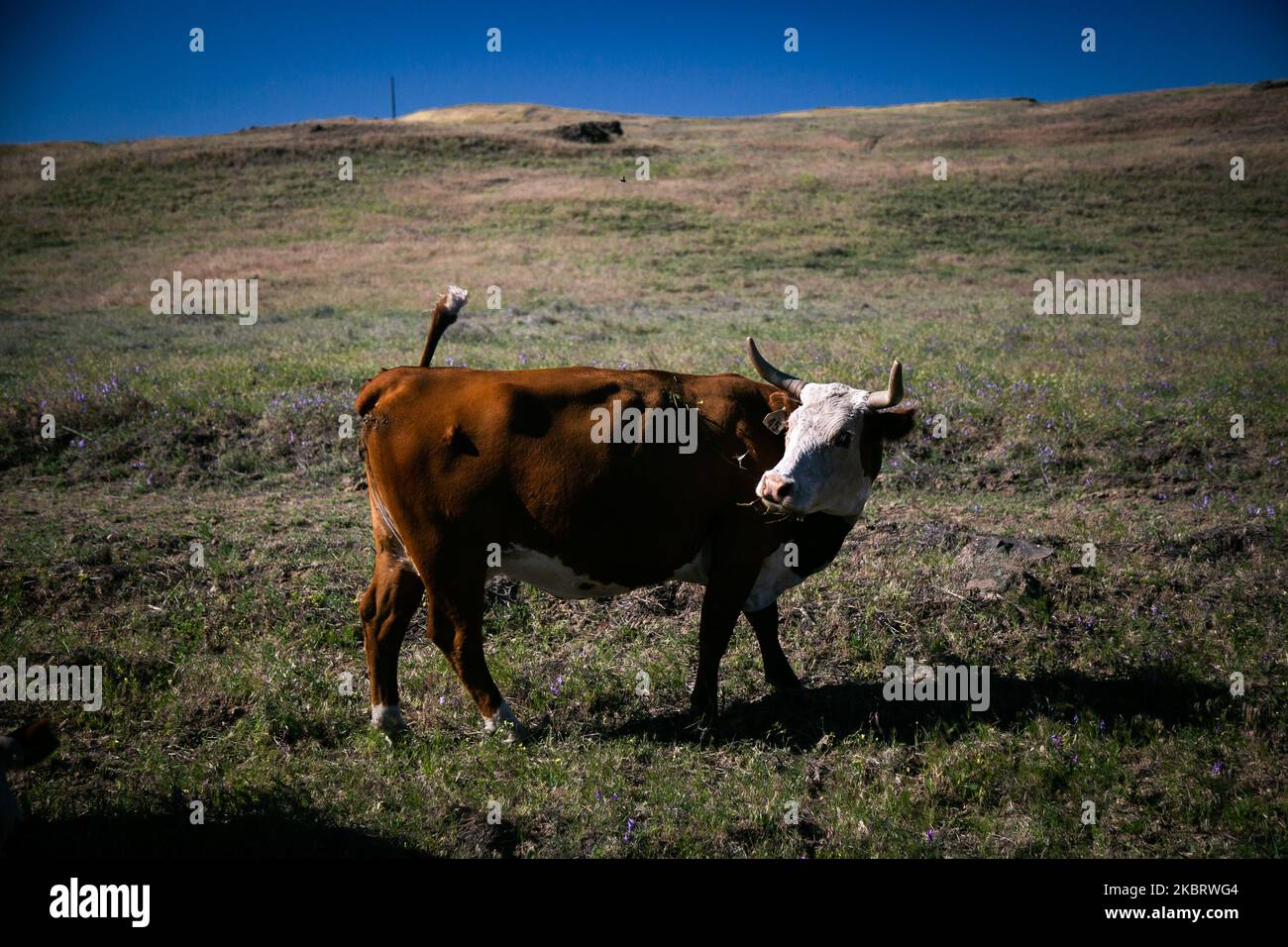 A Cow in Washington, Stati Uniti, il 21 giugno 2020. (Foto di Karla Ann Cote/NurPhoto) Foto Stock