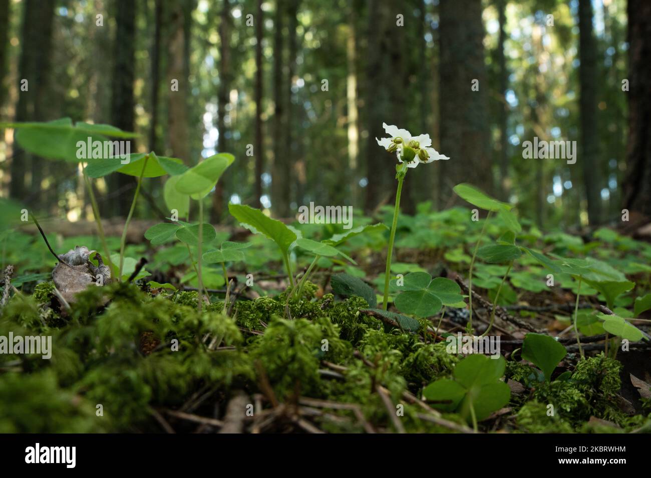 Primo piano di un verde invernale a fiore singolo che fiorisce nel suo ambiente in una foresta boreale in Estonia Foto Stock