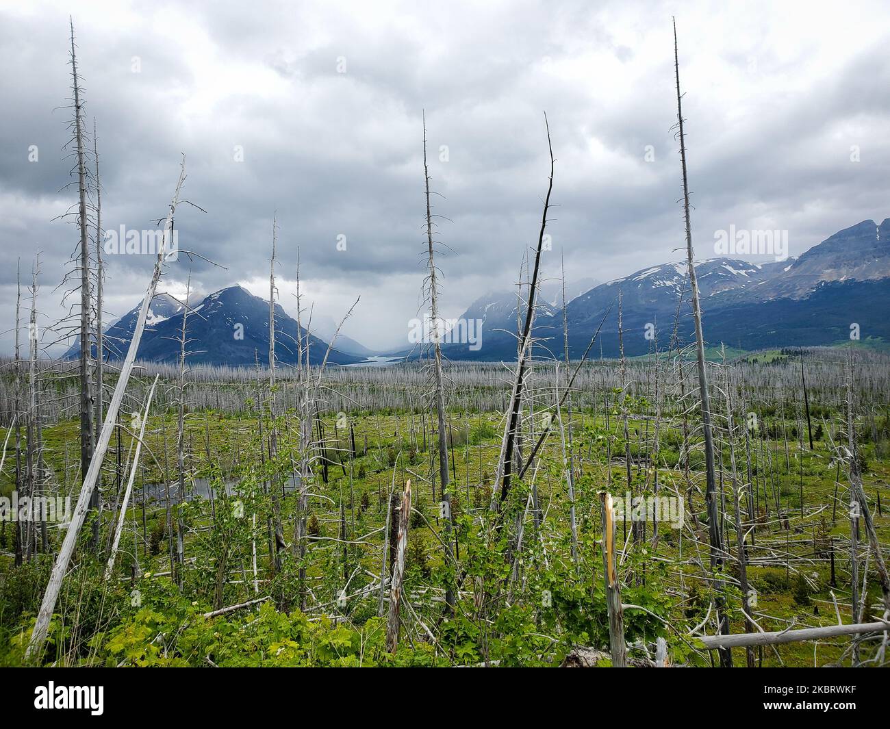 Glacier National Park, Montana, Stati Uniti, il 20 giugno 2020. (Foto di Karla Ann Cote/NurPhoto) Foto Stock