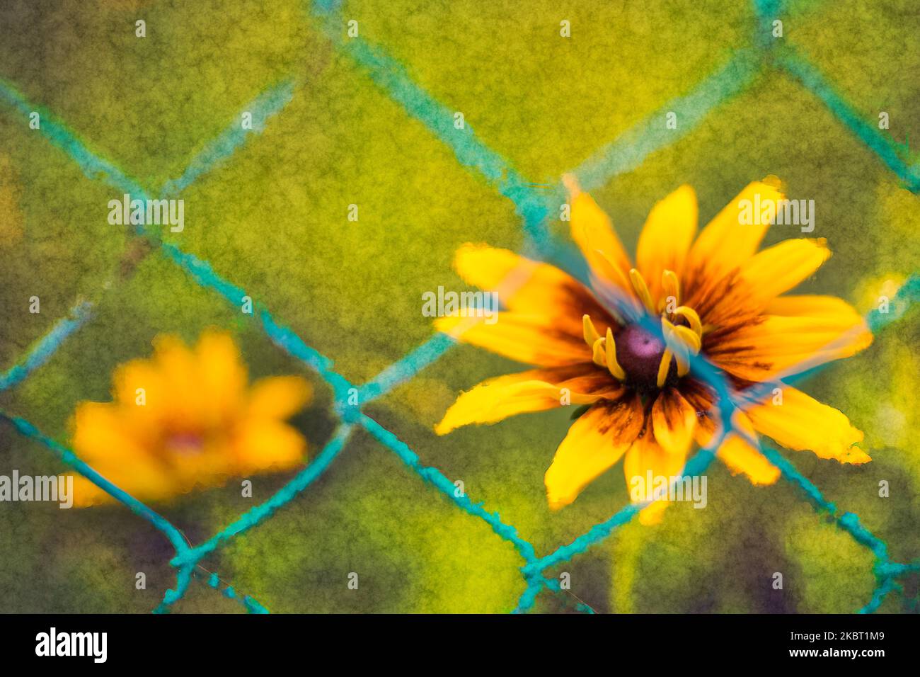 Bellissimo fiore di Susan con gli occhi neri in astratto scenario floreale su sfondo naturale. Rudbeckia hirta. Primo piano di fiore giallo marrone dietro la rete di filo verde. Foto Stock