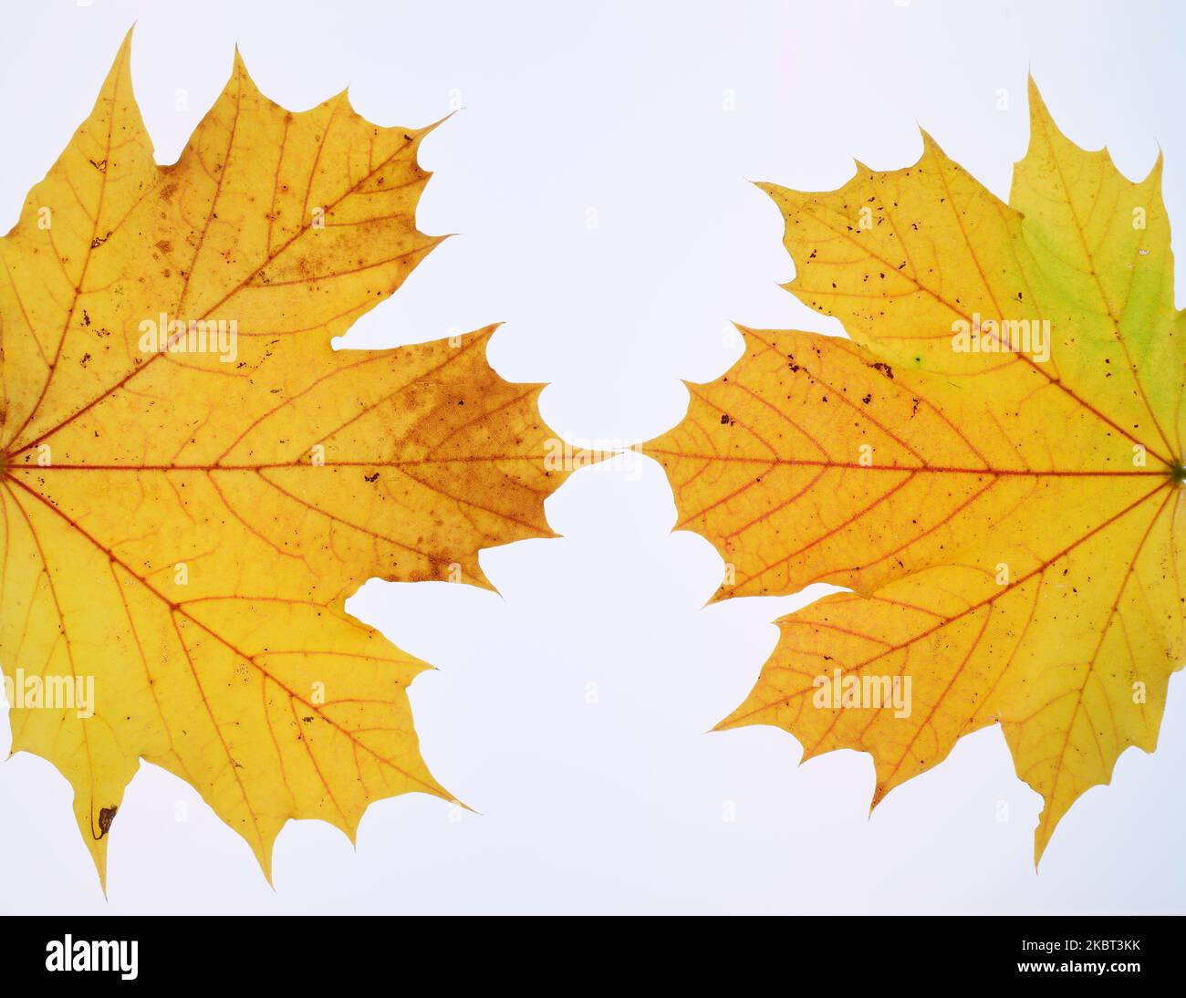 Cornice delle foglie autunnali su sfondo bianco, foglie multicolore. Foto di alta qualità. Copia spazio Foto Stock