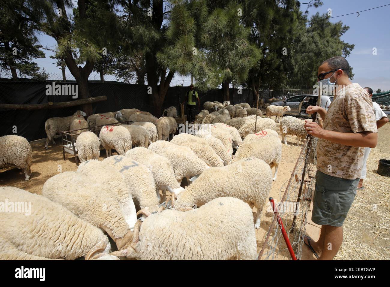 Mercato del bestiame di Algeri, Algeri, Algeria, 12 luglio 2020, Prima delle celebrazioni di Eid al-Adha che potrebbero essere annullate a causa della pandemia COVID-19 in corso (Foto di Billal Bensalem/NurPhoto) Foto Stock