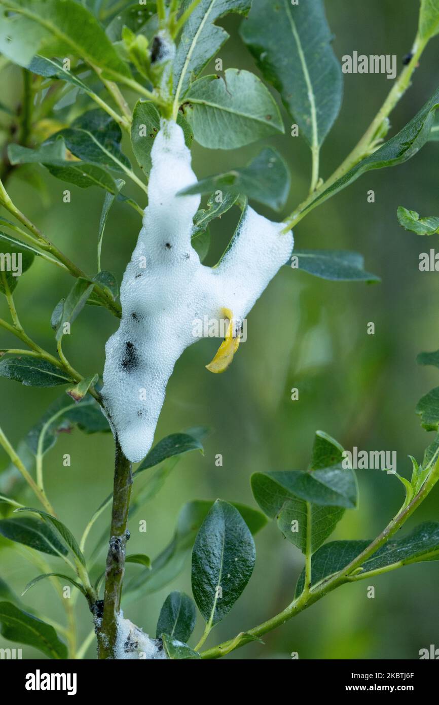 Un nido di schiuma sulle foglie di salice creato da un piccolo insetto chiamato Froghopper prato, Philaenus spumarius Foto Stock