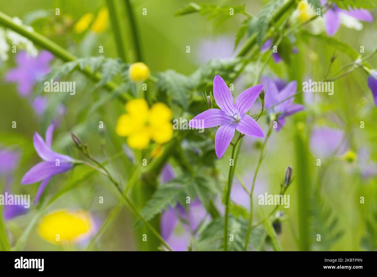 Bella campanula viola diffusione fiore, Campanula nel mezzo di altri fiori selvatici fioritura su un prato estivo in Estonia, Nord Europa Foto Stock