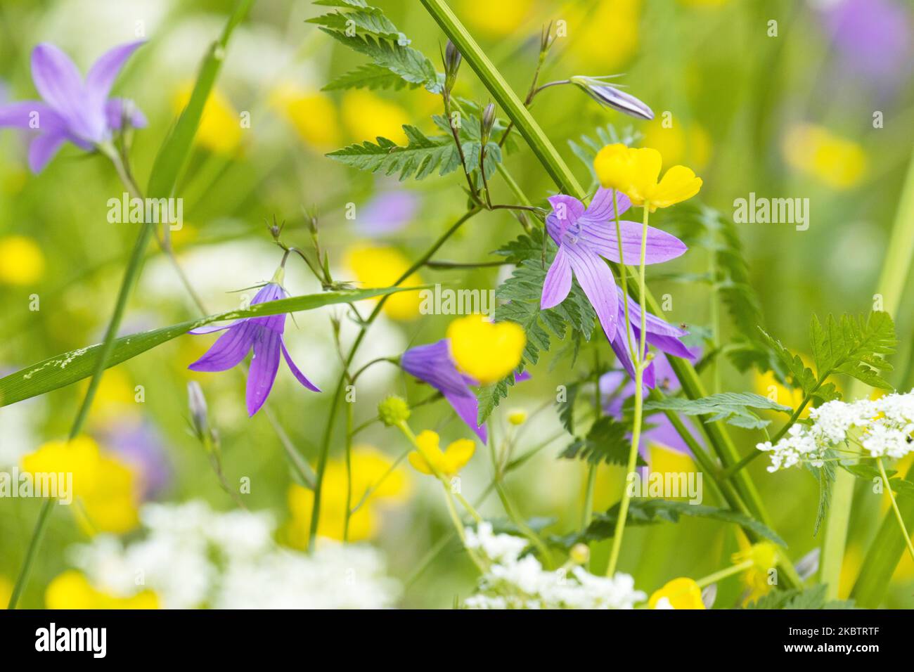 Bella campanula viola diffusione fiore, Campanula nel mezzo di altri fiori selvatici fioritura su un prato estivo in Estonia, Nord Europa Foto Stock
