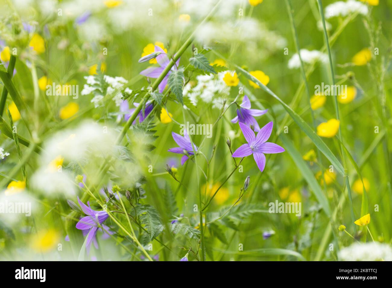 Bella campanula viola diffusione fiore, Campanula nel mezzo di altri fiori selvatici fioritura su un prato estivo in Estonia, Nord Europa Foto Stock