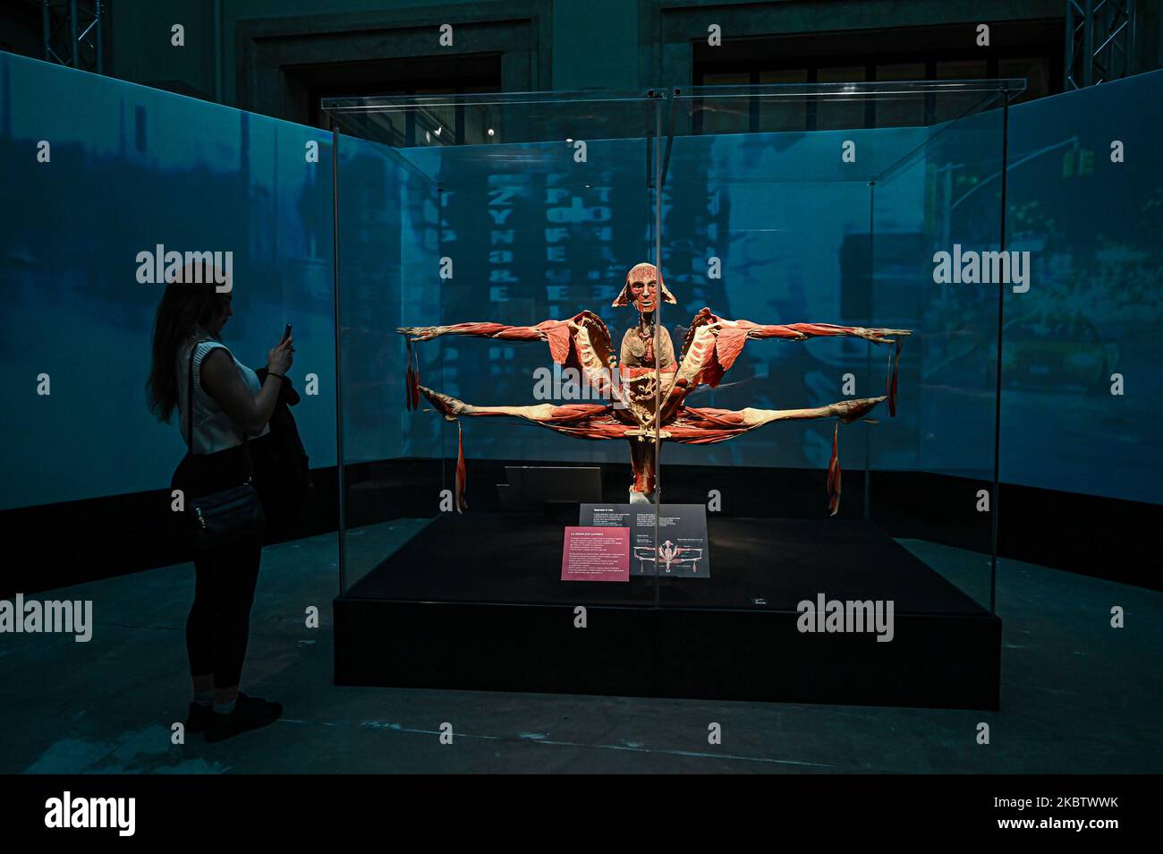 Milano, Italia - 4 novembre 2022: Un visitatore scatta una foto alla mostra The Body Worlds – The Rhythm of Life a cura del plastinator Dr Gunther von Hagens e della curatrice Dr Angelina Whalley presso la Stazione di Milano Centrale, che mostra esemplari reali che dimostrano la complessità, la resilienza e la vulnerabilità del corpo umano. (Foto di Piero Crociatti/Sipa USA) Foto Stock