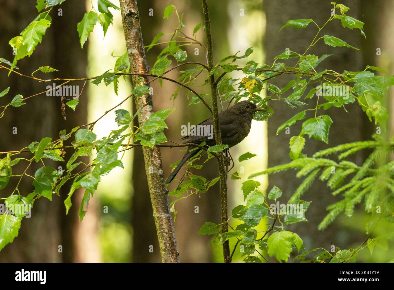 Un giovane uccello comune, Turdus merula arroccato su un piccolo albero in una foresta boreale estiva in Estonia Foto Stock