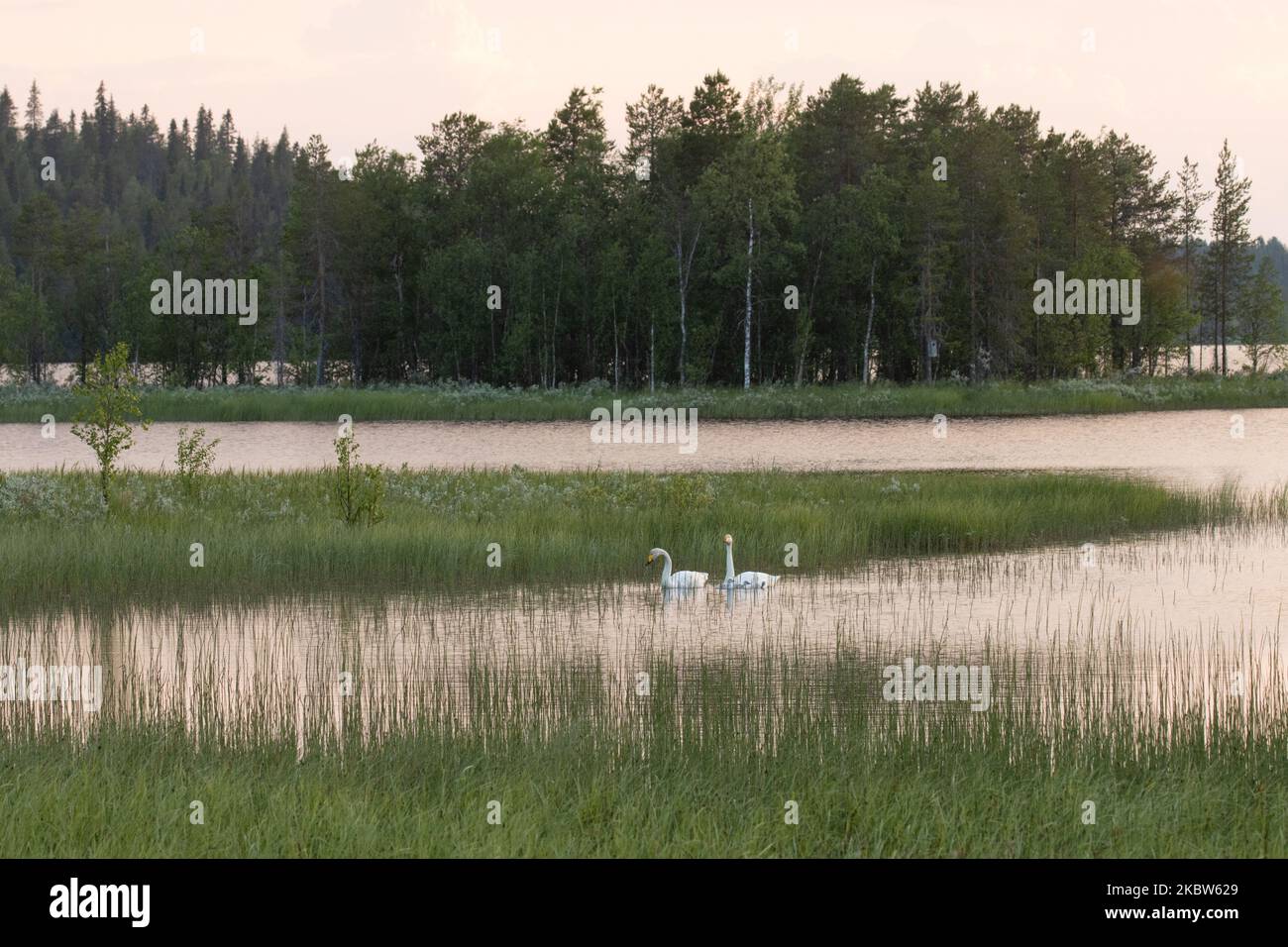 Famiglia di cigno Whooper in un ambiente lacustre durante una bella e tranquilla serata estiva nel nord della Finlandia Foto Stock