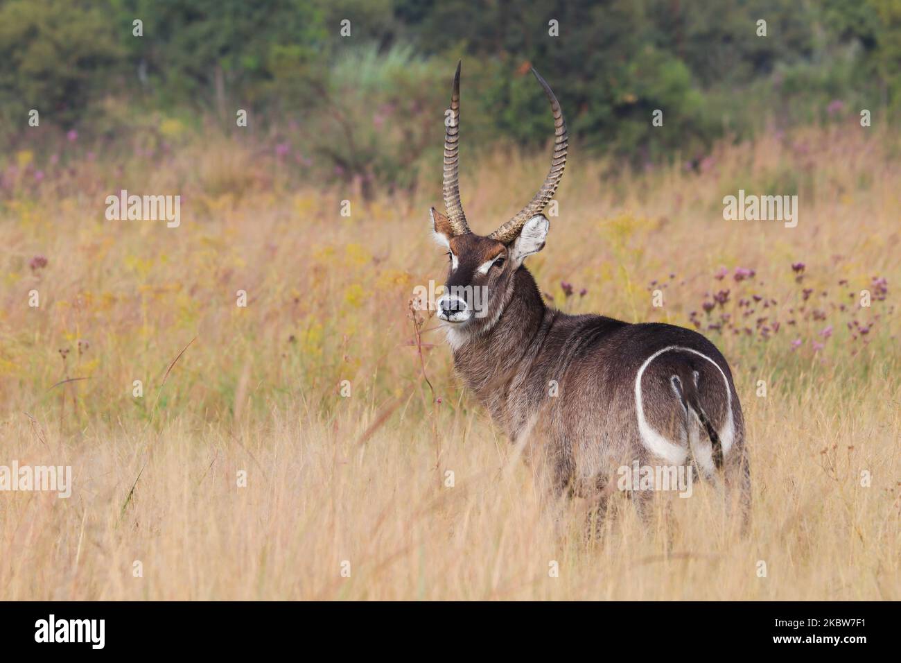 Antelope African Waterbuck a Grassland (Kobus ellissiprymnus) Foto Stock