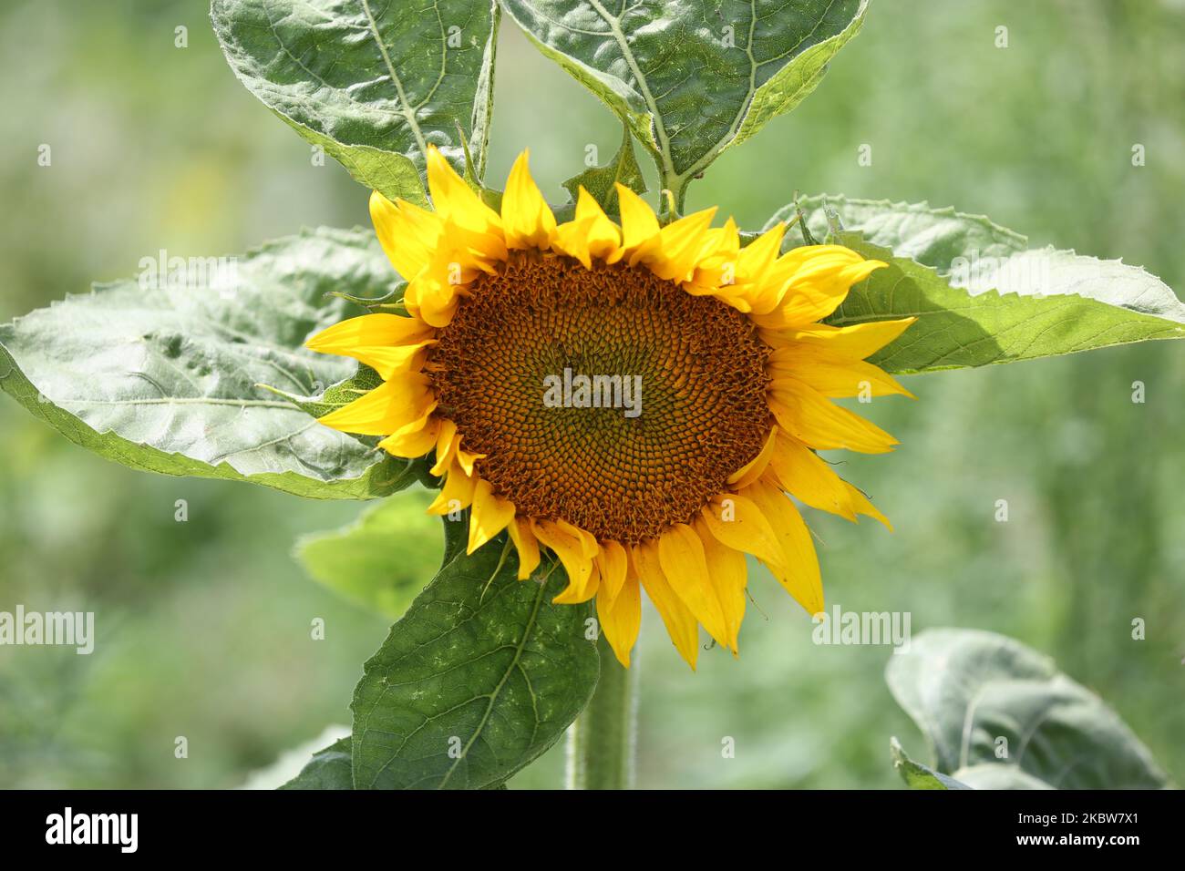 Campo di girasole in una fattoria a Whitchurch-Stouffville, Ontario, Canada, il 25 luglio 2020. (Foto di Creative Touch Imaging Ltd./NurPhoto) Foto Stock