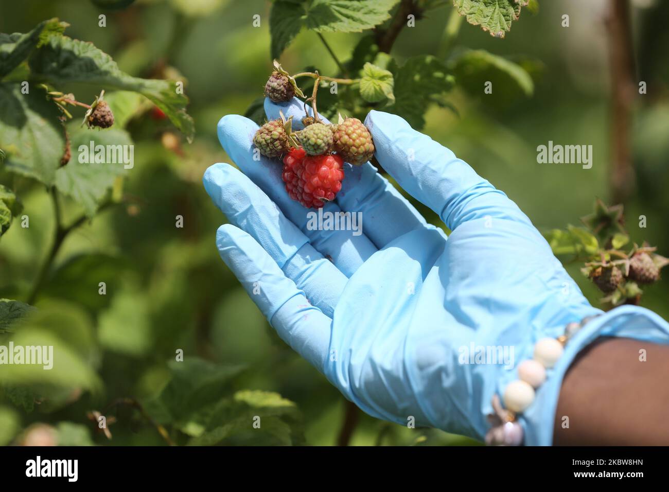 Persona che indossa guanti di gomma per proteggerli dal nuovo coronavirus (COVID-19) mentre si raccolgono lamponi in una fattoria a Whitchurch-Stouffville, Ontario, Canada, il 25 luglio 2020. (Foto di Creative Touch Imaging Ltd./NurPhoto) Foto Stock