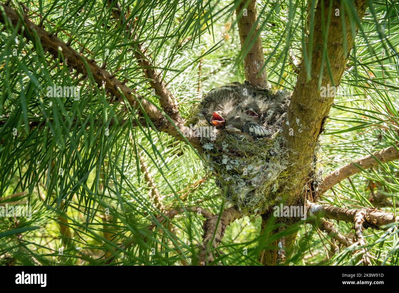 Primo piano di un nido di zafferano comune nel mezzo dei rami di pino in Estonia Foto Stock