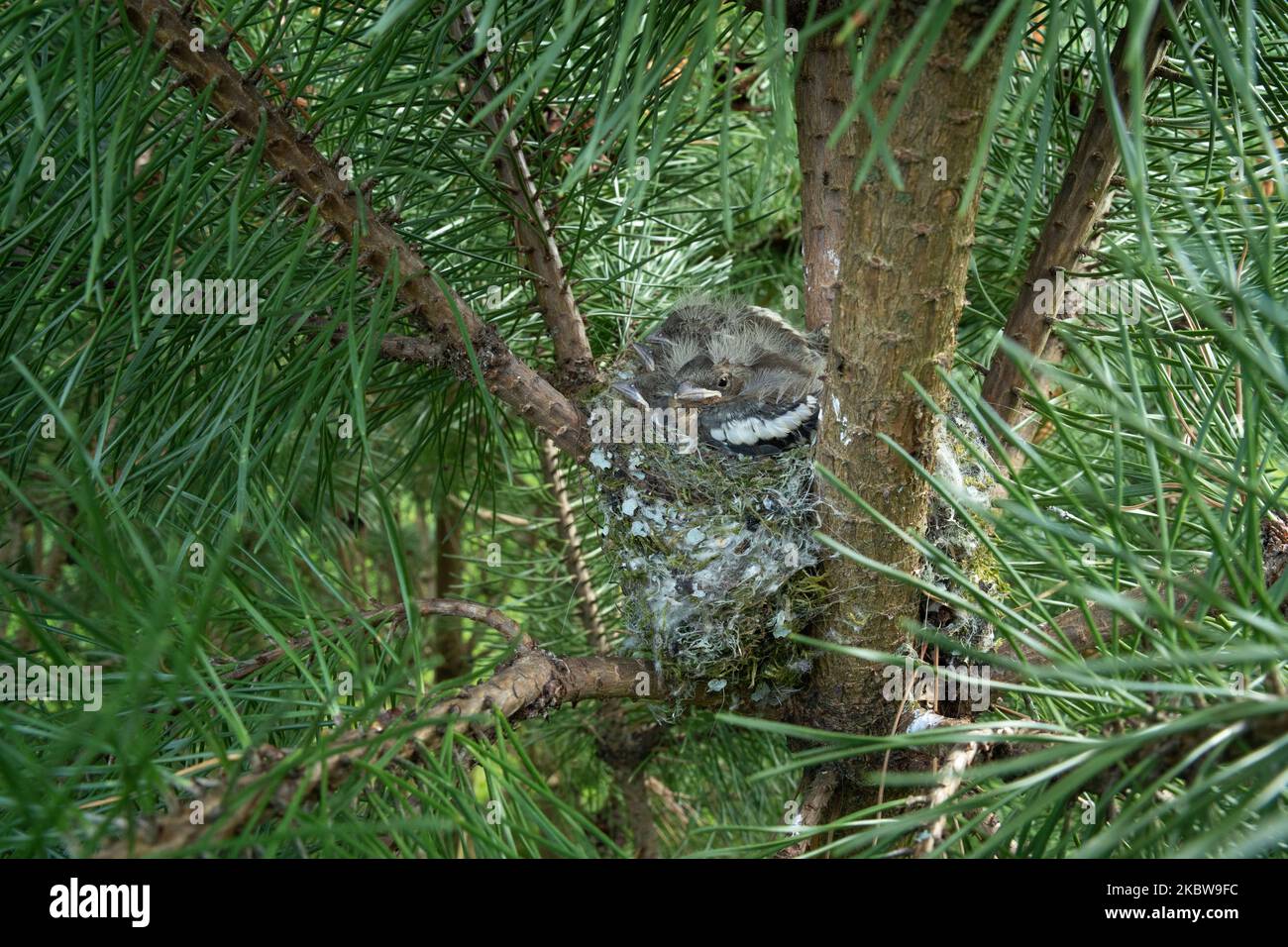 Primo piano di un nido di zafferano comune nel mezzo dei rami di pino in Estonia Foto Stock