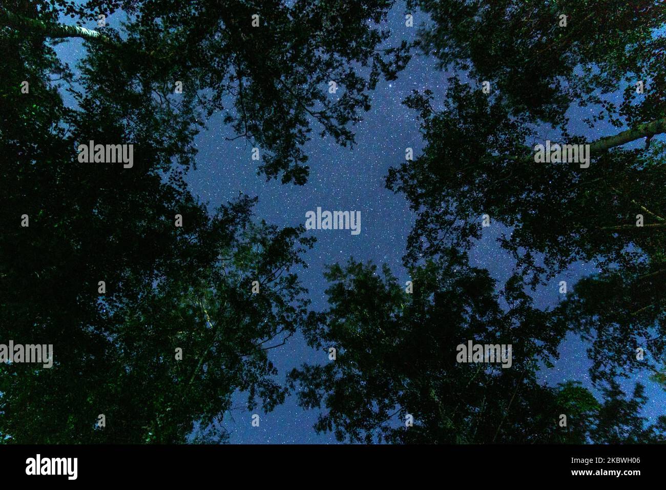 Cielo stellato notturno con silhouette di alberi. Fotografia a lunga esposizione. Copia spazio Foto Stock