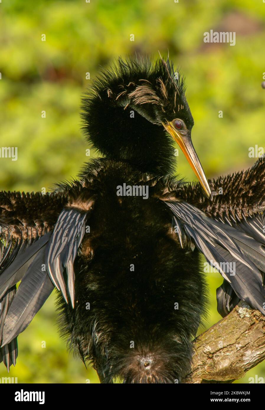 Un'affascinante Anhinga che si trova sul bordo di una zona umida della Florida con le ali sparse asciugandosi mentre predicava le sue piume. Foto Stock