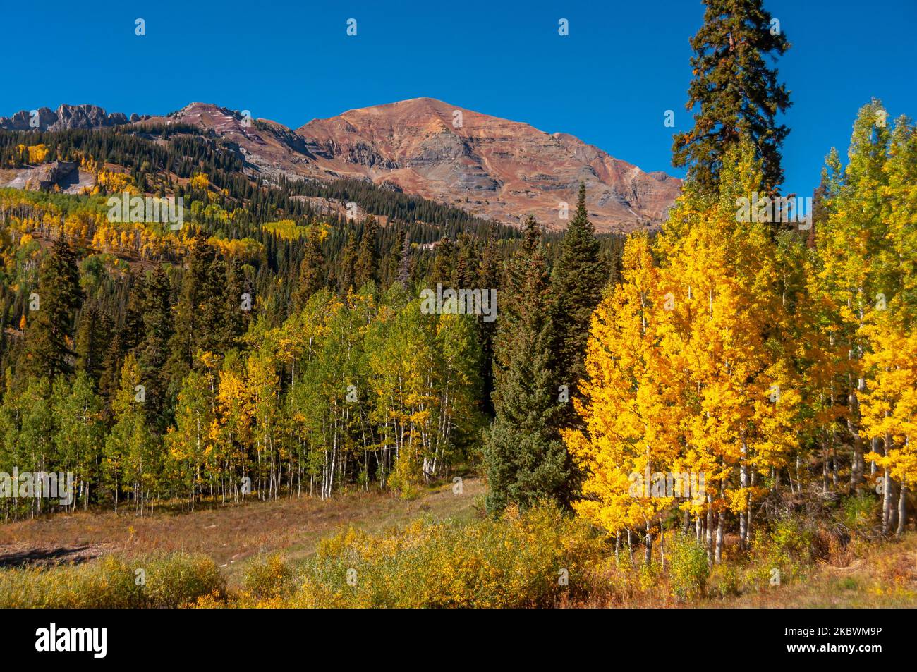 Gli splendidi aspidi dorati aggiungono un'occhiata drammatica a ogni scena montuosa del Colorado incontrata in un tour autunnale delle montagne vicino a Crested Butte. Foto Stock