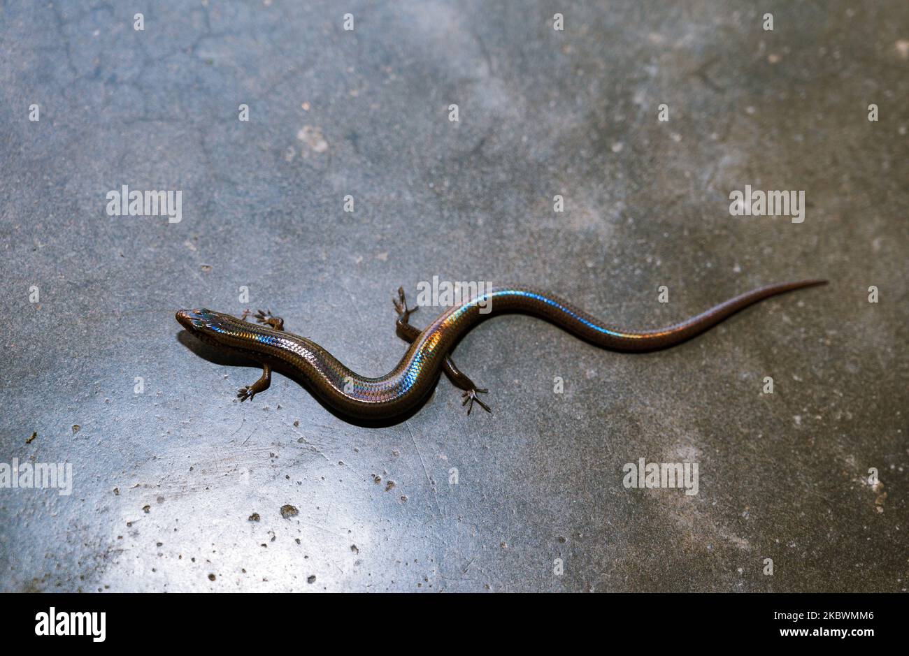 Uno skink asiatico selvaggio con gli occhi di serpente (Ablepharus pannonicus) è entrato accidentalmente in una casa a Tehatta, Nadia, Bengala Occidentale; India il 3 agosto 2020. (Foto di Soumyabrata Roy/NurPhoto) Foto Stock