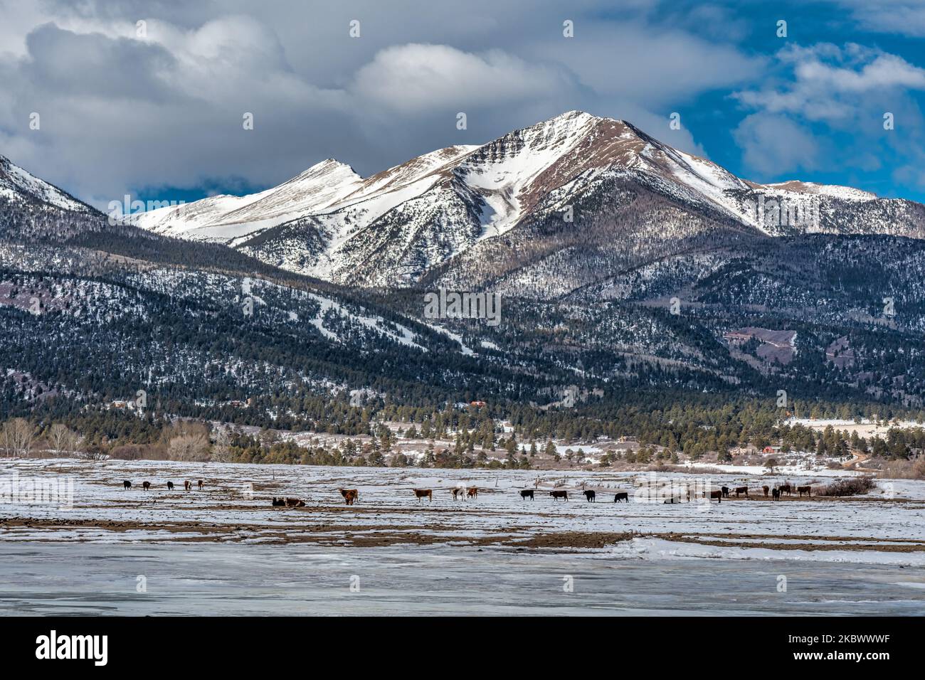 Un gruppo di bovini passeggia attraverso i campi sotto le montagne innevate della catena del Sangre de Cristo in Colorado. Foto Stock