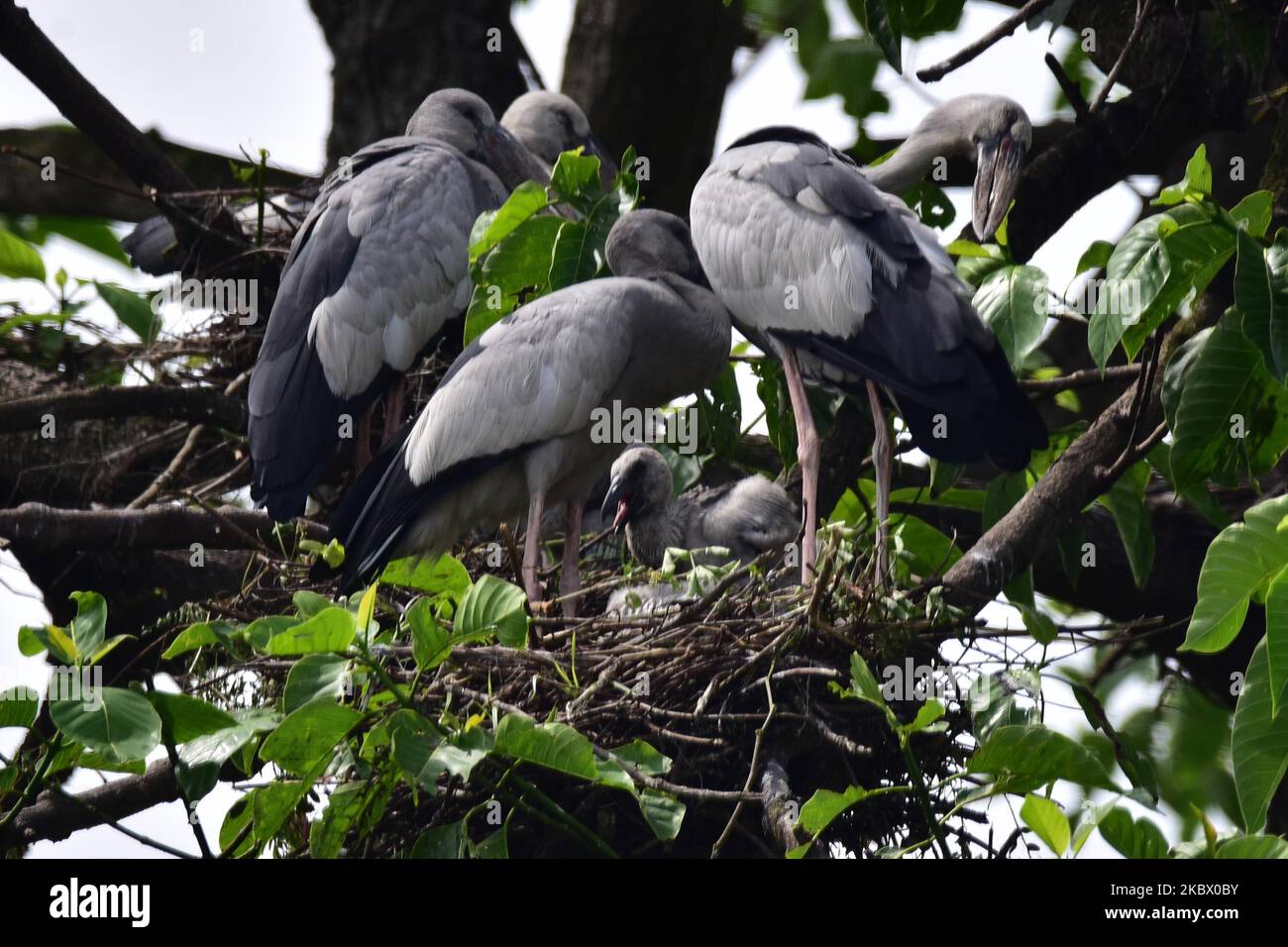 Asian openbill cicogne persico su un ramo di albero nel distretto di Nagaon di Assam, india il 10,2020 agosto. (Foto di Anuwar Hazarika/NurPhoto) Foto Stock