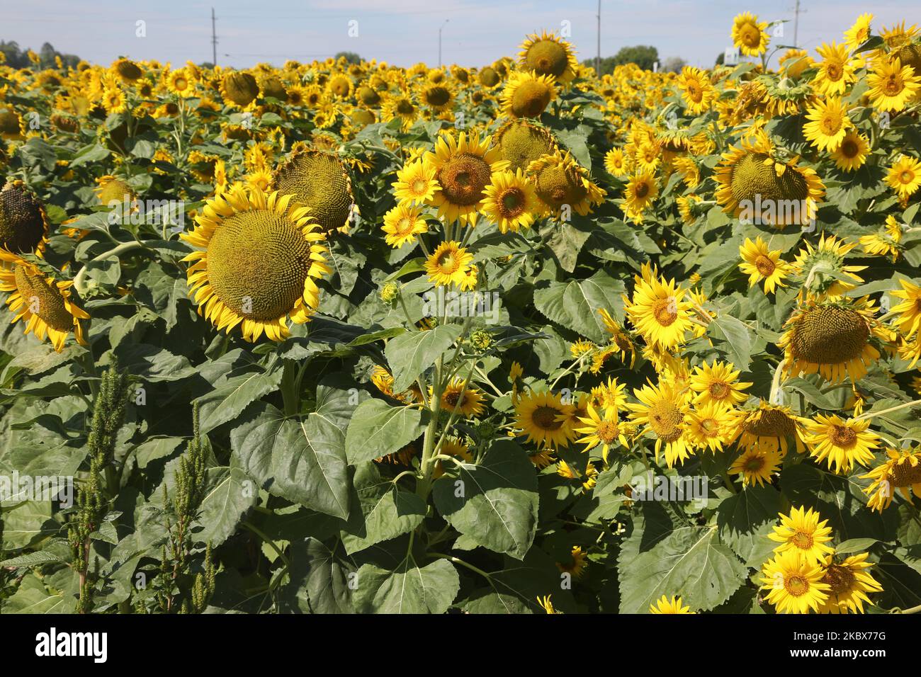 Girasoli (Helianthus annuus) che crescono in un campo agricolo a Stouffville, Ontario, Canada, il 15 agosto 2020. (Foto di Creative Touch Imaging Ltd./NurPhoto) Foto Stock