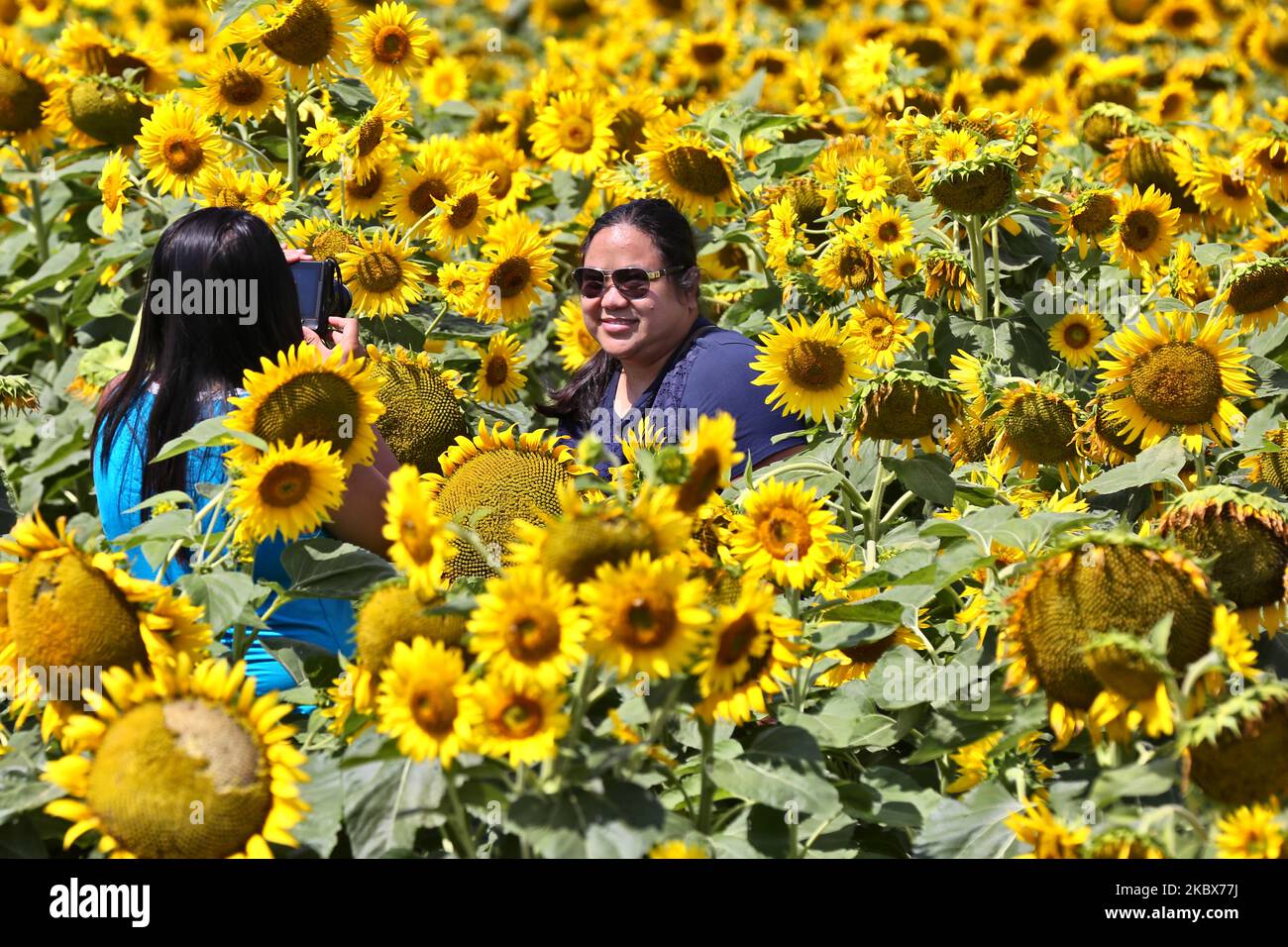 La gente scatta foto tra i girasoli (Helianthus annuus) che crescono in un campo agricolo a Stouffville, Ontario, Canada, il 15 agosto 2020. (Foto di Creative Touch Imaging Ltd./NurPhoto) Foto Stock