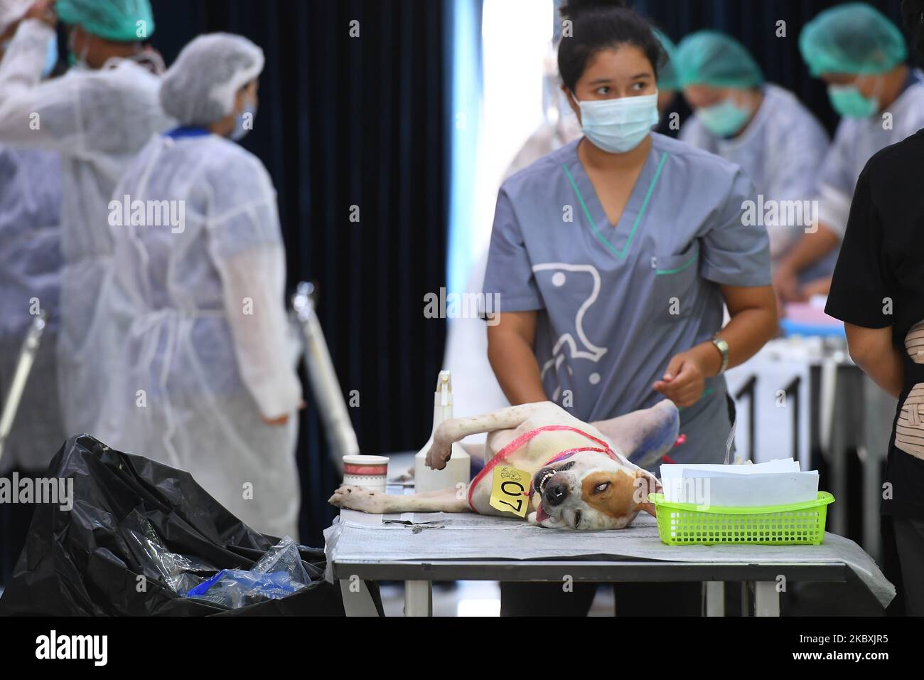 Un tecnico veterinario che indossa la maschera facciale si prepara a neutralizzare il dod al Consiglio veterinario della Thailandia (VCT) il 26 agosto 2020 a Bangkok, Thailandia. Come il Consiglio veterinario della Thailandia fornisce gratuitamente il neutering di cani e gatti in occasione della Giornata internazionale del cane (26th agosto) (Foto di Vachira Vachira/NurPhoto) Foto Stock