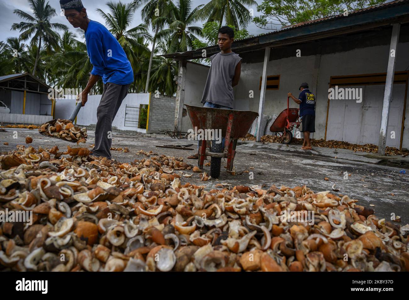 I lavoratori raccolgono la copra dopo averla asciugata al sole nel villaggio di Pewunu, Regency di Sigi, Provincia di Sulawesi Centrale, Indonesia il 3 settembre 2020. La maggior parte degli agricoltori della zona vende il cocco sotto forma di frutta cruda invece di trasformarlo in copra. Il prezzo della noce di cocco crudo è più elevato e redditizio di quello della vendita sotto forma di copra, il cui prezzo ha continuato a diminuire dall'inizio dell'anno. L'Indonesia è il più grande produttore di cocco del mondo. Quasi tutta la zona è coperta di palme da cocco. L'Organizzazione per l'alimentazione e l'agricoltura (FAO) ha registrato il prodotto di cocco dell'Indonesia Foto Stock