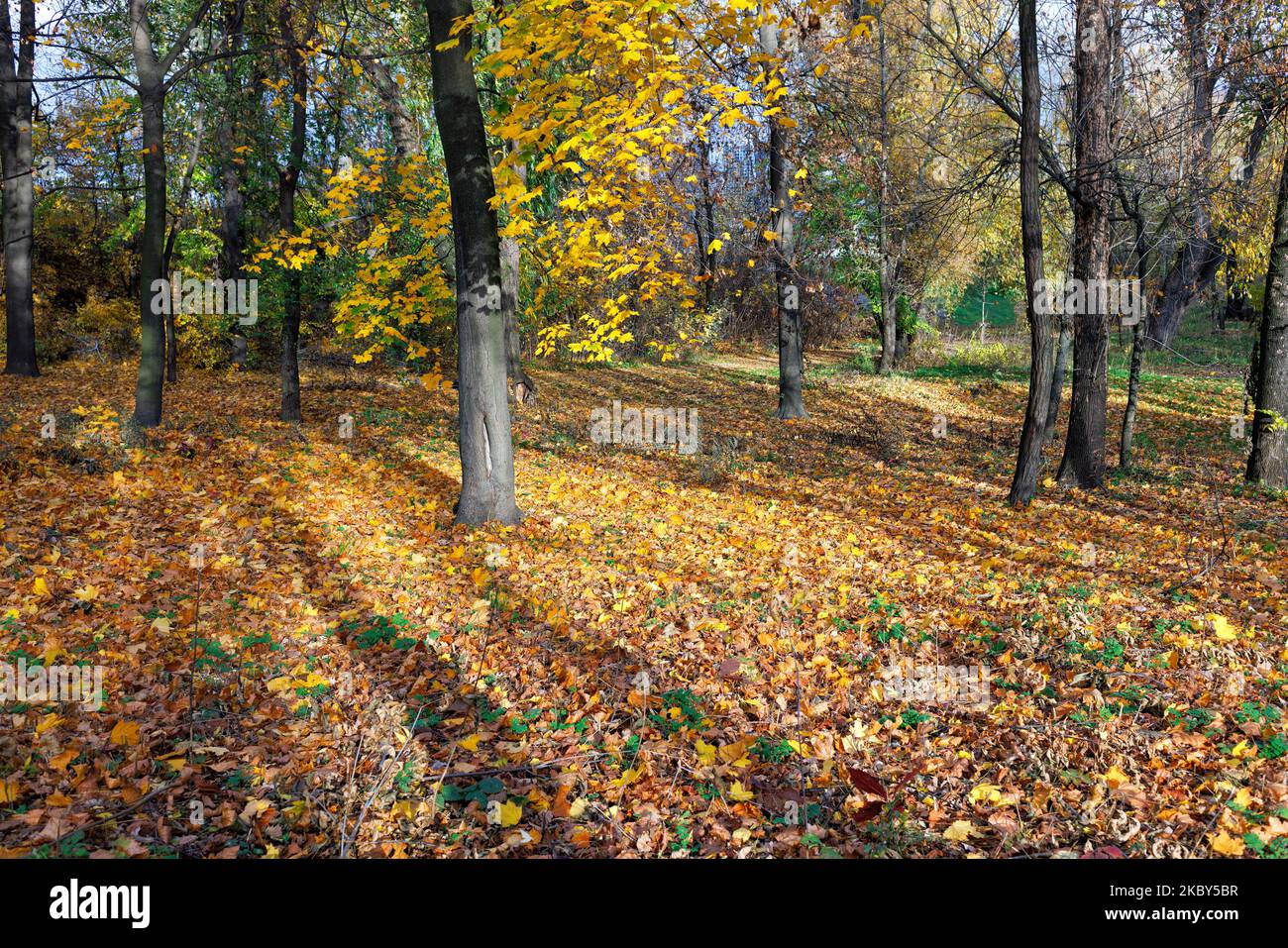 Radura della foresta con acero giallo, foglie secche cadute alla luce del sole basso e lunghe ombre dagli alberi. Foto Stock