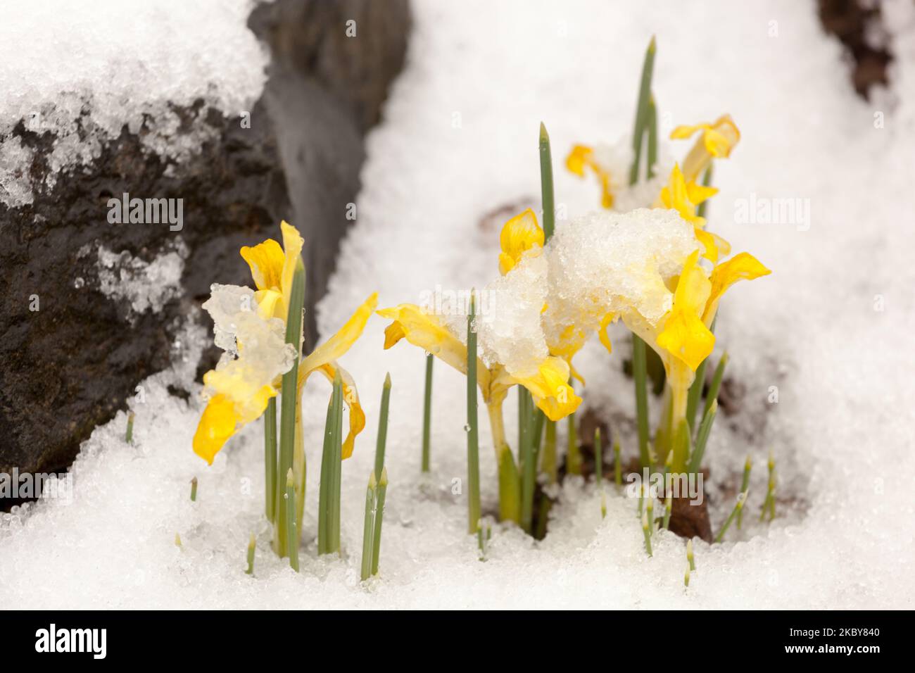 Iris gelo invernale Iris reticolata 'Sunshine' Irises neve coperta Nana pianta su giardino roccioso Foto Stock