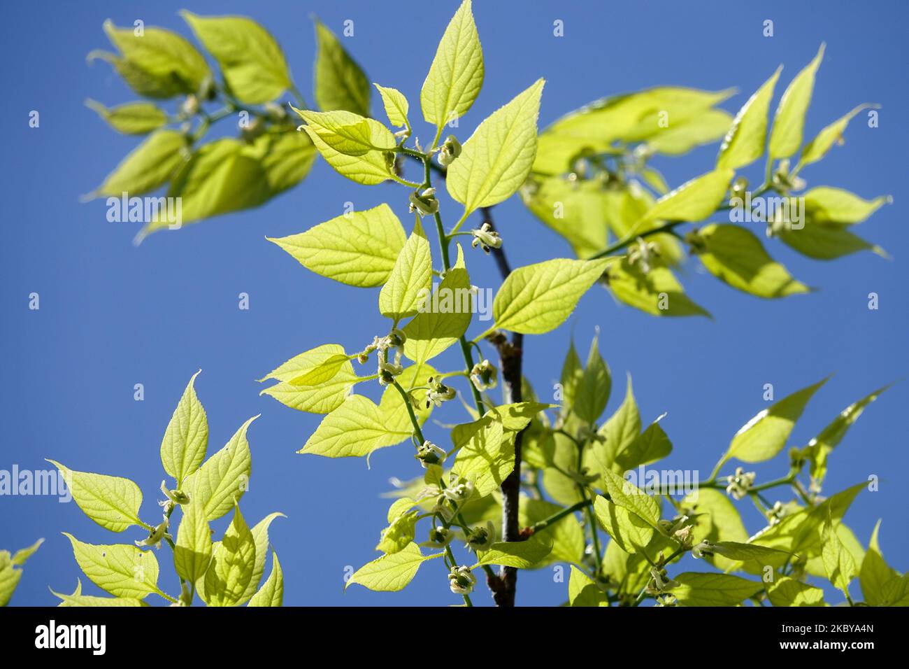 Celtis occidentalis, American Hackberry, foglie, Branch, luce solare, Molla, primo piano, luce Foto Stock
