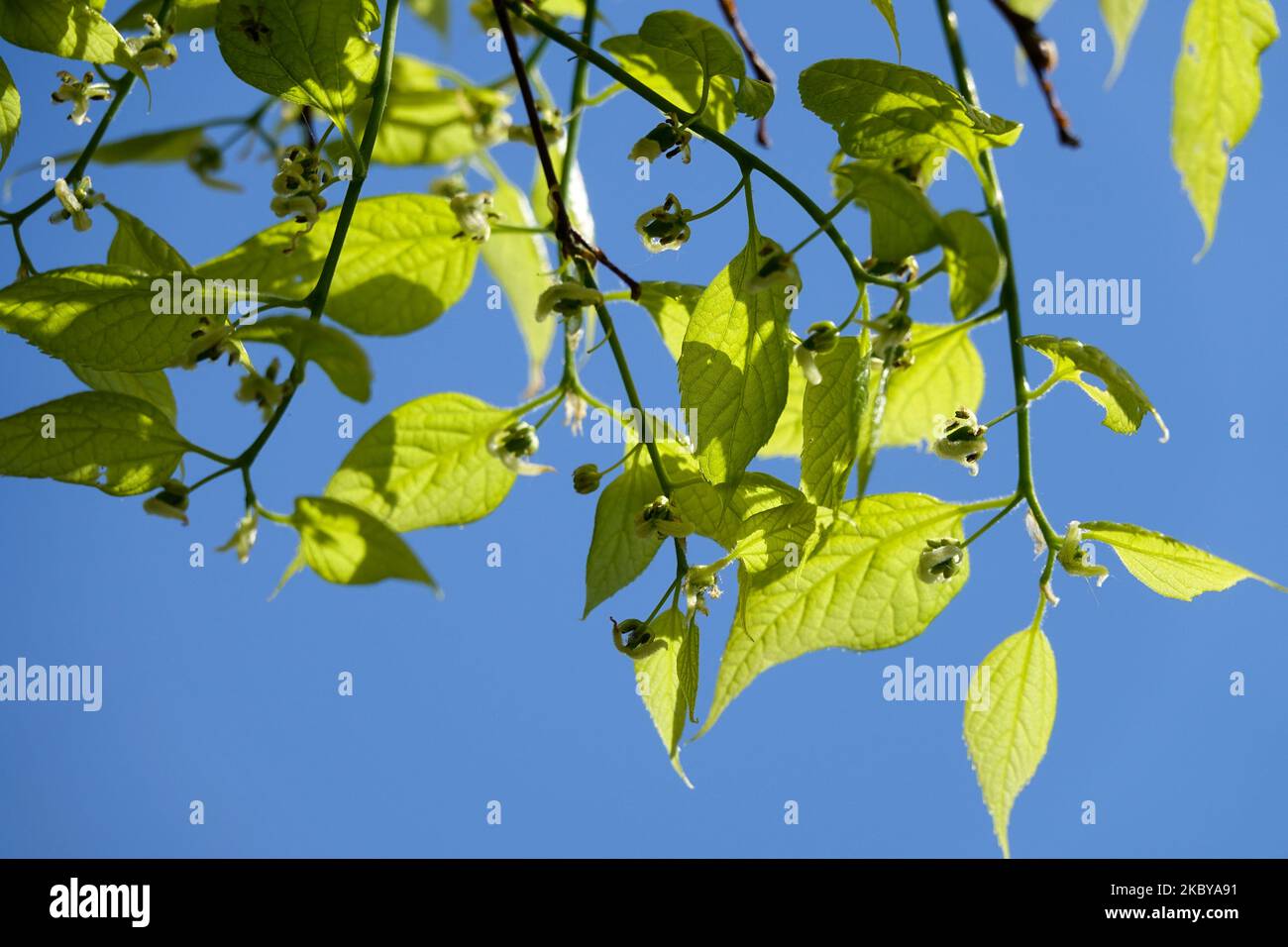 Hackberry comune, Celtis occidentalis fiore, Hackberry, ramificazione, luce, Foglie, American Hackberry Foto Stock