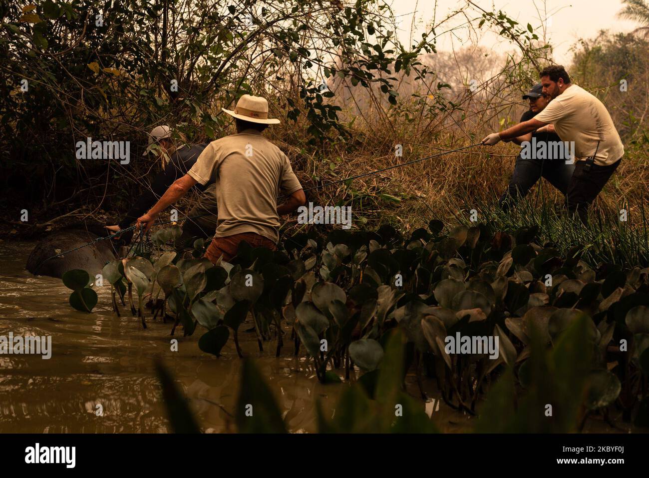 Gruppo di volontari composto da veterinari e biologi, coordinati dalla guida e agente turistico Eduarda Fernandes, lavorano per salvare gli animali feriti dagli incendi di Pantanal e mitigare gli effetti della siccità e della mancanza di acqua a Pocone, Mato Grosso, Brasile, il 28 agosto 2020. Venerdì scorso il gruppo composto da 7 persone provenienti da diverse parti del paese ha salvato un adulto 200kg tapir che ha avuto ustioni critiche sulle gambe, con l'esposizione alle ossa. Sedato per non resistere, l'animale è stato portato alla locanda del suocero di Eduarda, dove è stato medicato, pulito e bendato. Nella stessa mattina lei Foto Stock