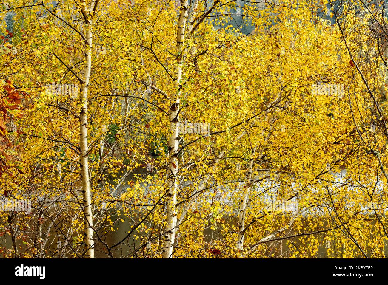 Pendola Betula Birch d'argento con foglie gialle dorate in autunno Scozia Foto Stock