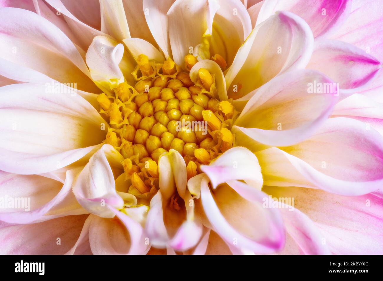 Macro di un abstact fiore naturale lo sfondo con un Fiore Dahlia Foto Stock