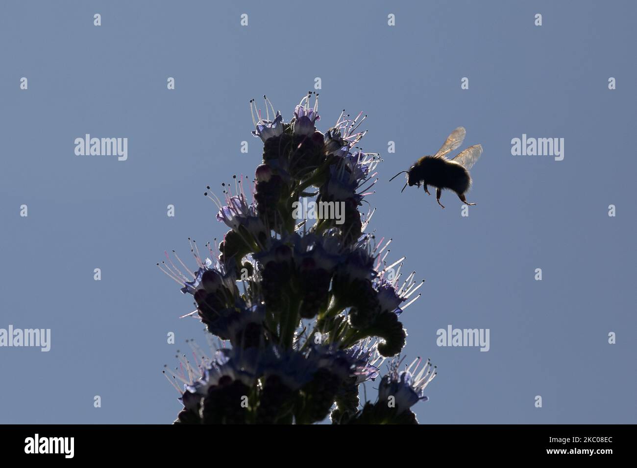 Un Bumblebees vola verso i fiori durante una soleggiata giornata primaverile inÂ a Christchurch, Nuova Zelanda, il 19 settembre 2020. (Foto di Sanka Vidanagama/NurPhoto) Foto Stock