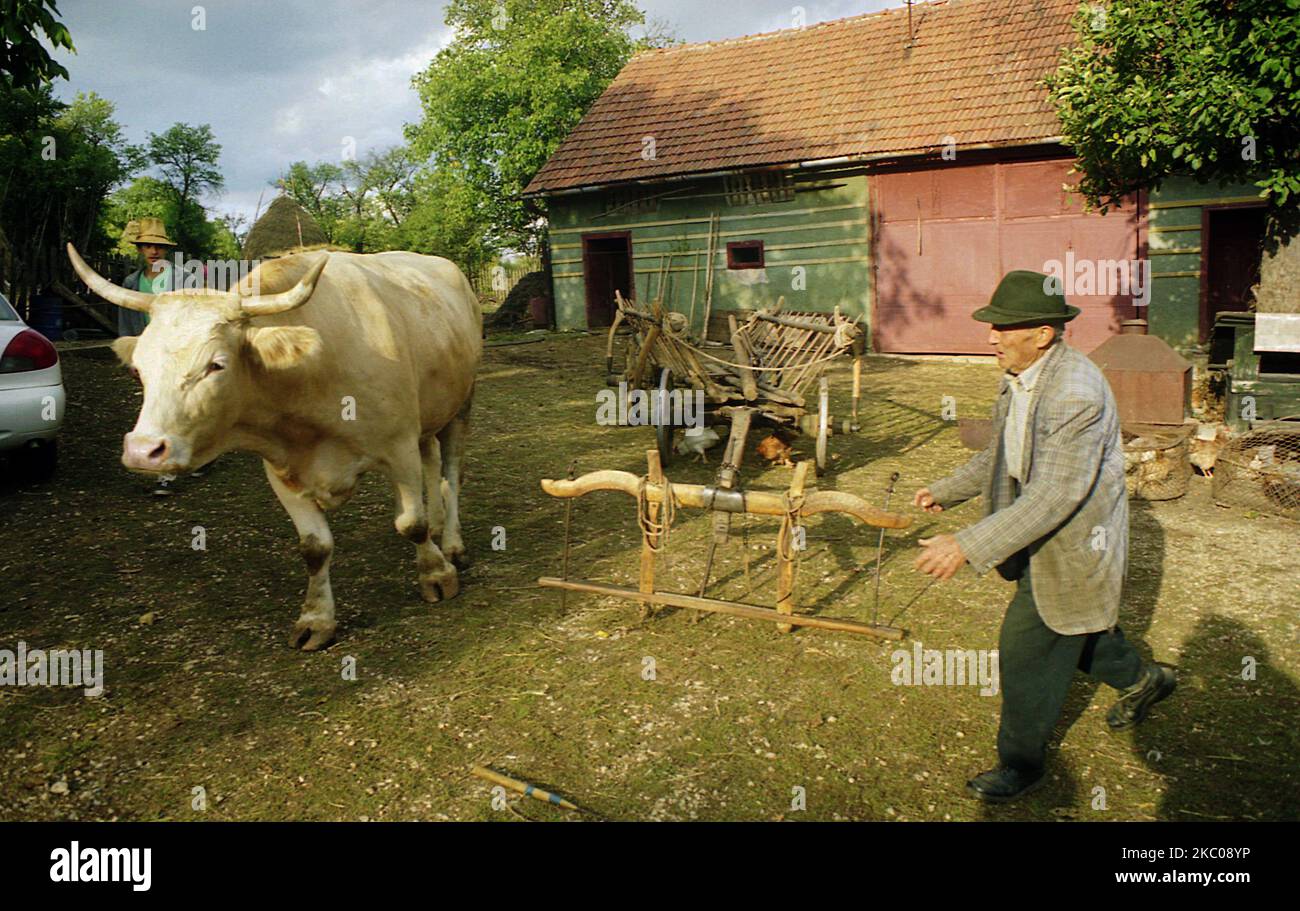 Hunedoara County, Romania, circa 2001. Coltivatori che provano a controllare il loro bestiame per tirare un carro. Foto Stock