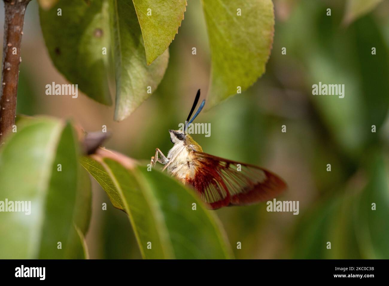 Hummingbird schiarisce la falena sul viburnum di blackhaw Foto Stock