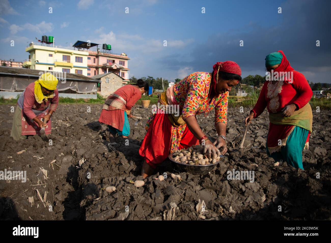 Contadino nepalese che piantano patate sulla periferia di Kathmandu, Nepal Martedì, 29 settembre 2020. (Foto di Rojan Shrestha/NurPhoto) Foto Stock