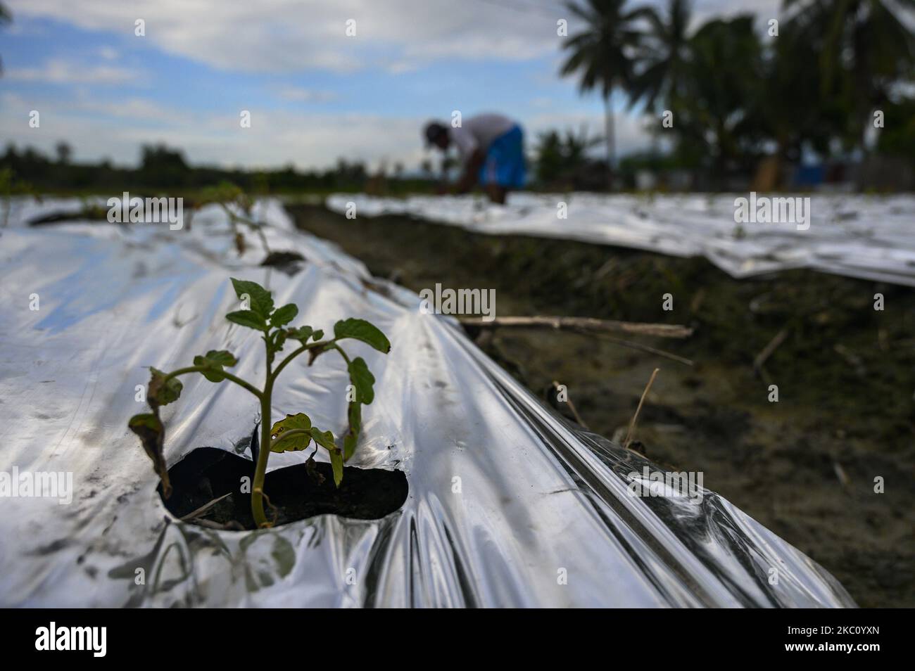 Un contadino sostituisce una pianta morta con una nuova a Sunju Village, Sigi Regency, nella provincia di Sulawesi Centrale, Indonesia, il 1 ottobre 2020. In linea con l'intensità decrescente di pioggia come la fonte principale di irrigazione, alcuni coltivatori nell'area hanno cominciato a passare da piante di riso. A raccolti secondari come mais e fagioli. Coltivatori scelgono raccolti secondari perché loro non richiedono molta acqua e possono essere raccolti in un tempo relativamente corto. La maggior parte dei 270 milioni di abitanti dell'Indonesia sono agricoltori. (Foto di Basri Marzuki/NurPhoto) Foto Stock