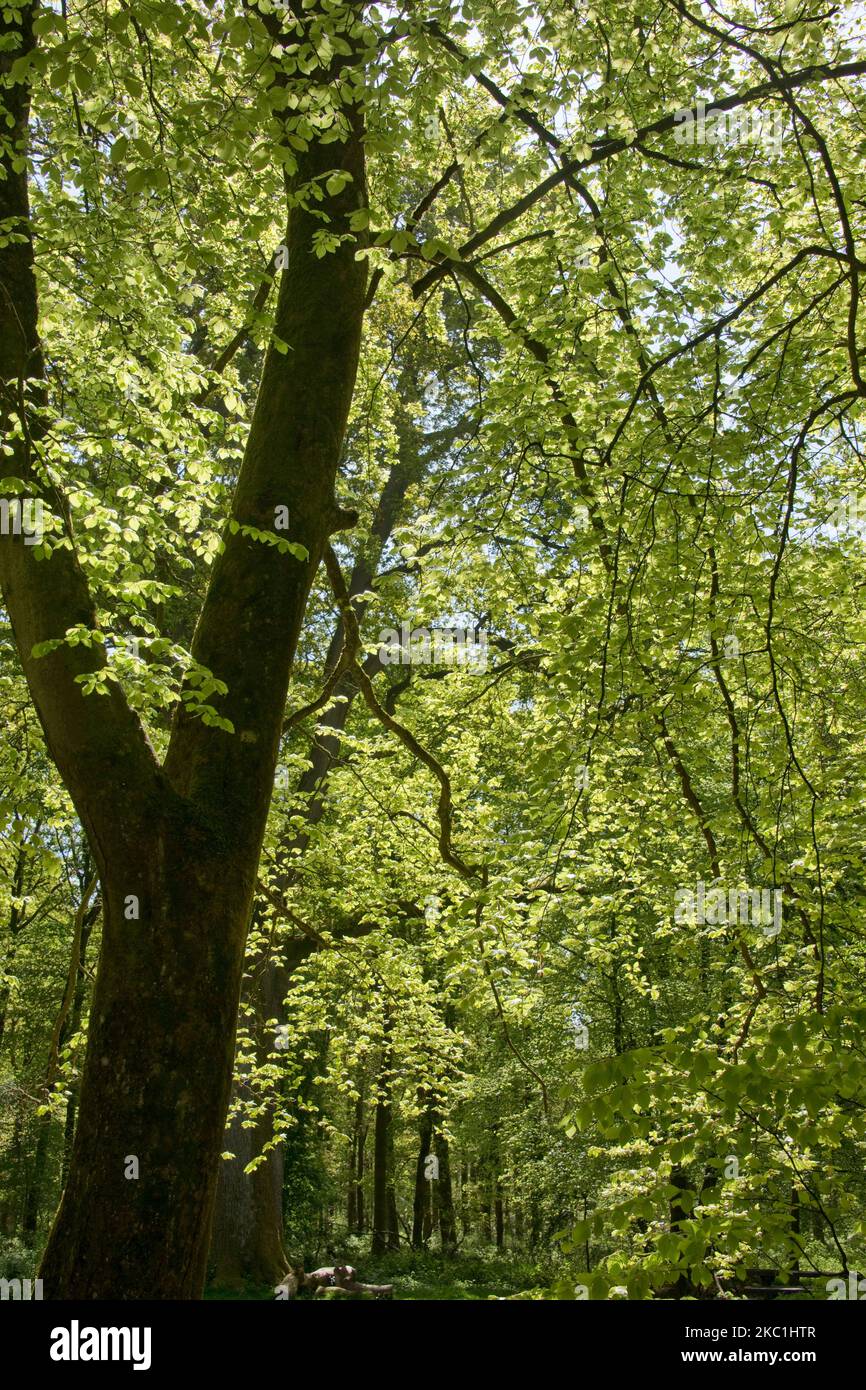 Alberi maturi di faggio comune (Fagus sylvatica) in fitta foresta di Savernake Forest con acido verde giovani foglie di primavera in tarda primavera, Wiltshire, maggio Foto Stock