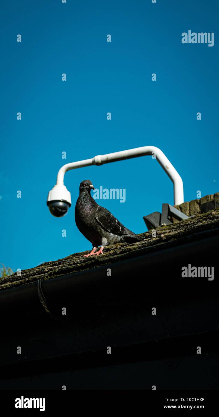 Una verticale di un piccione nero arroccato su un tetto contro un cielo blu Foto Stock