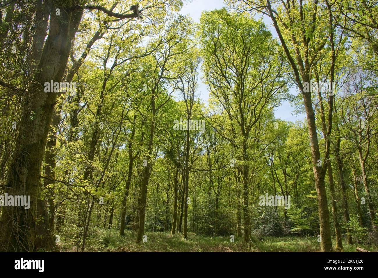 Alberi maturi di faggio comune (Fagus sylvatica) in fitta foresta di Savernake Forest con acido verde giovani foglie di primavera in tarda primavera, Wiltshire, maggio Foto Stock