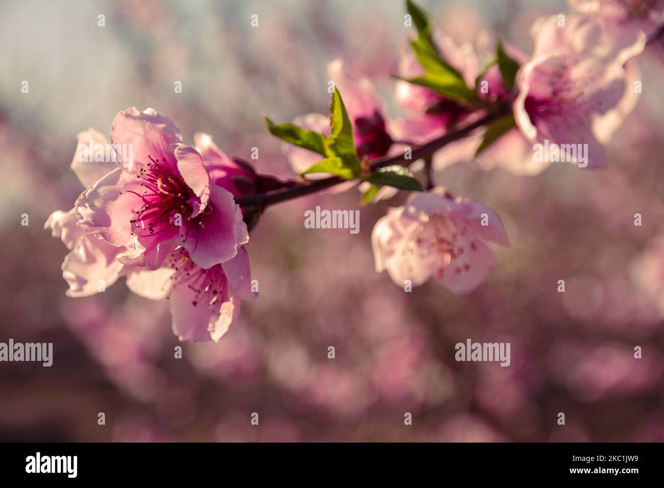 primo piano di alberi di mandorle fioriti. Bel fiore di mandorla, in primavera Foto Stock