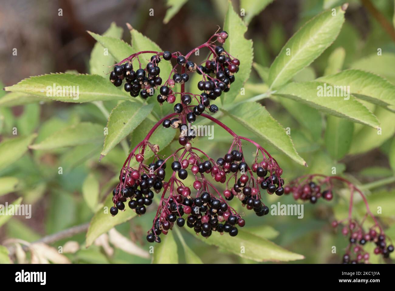 Grappolo di bacche di maturazione su sambuco o sambuco nigra (Sambucus nigra) sul cespuglio che va da nero a rosa e rosso, Berkshire, agosto Foto Stock
