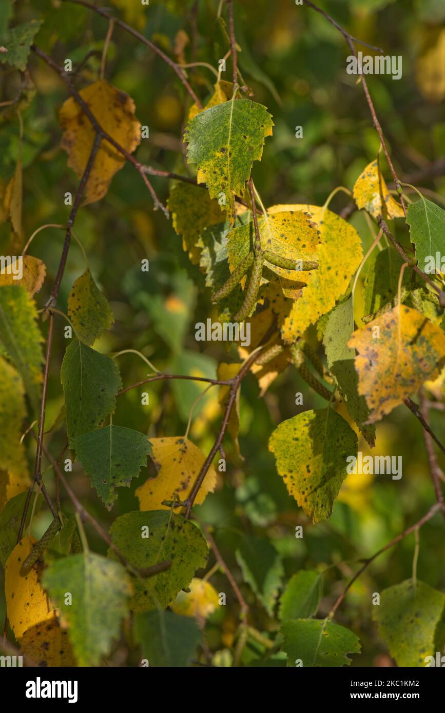 Foglie gialle, arancioni e verdi di betulla argentata (Betula pendula) che cambiano colore in autunno con cetriolini immaturi, Berkshire, ottobre Foto Stock